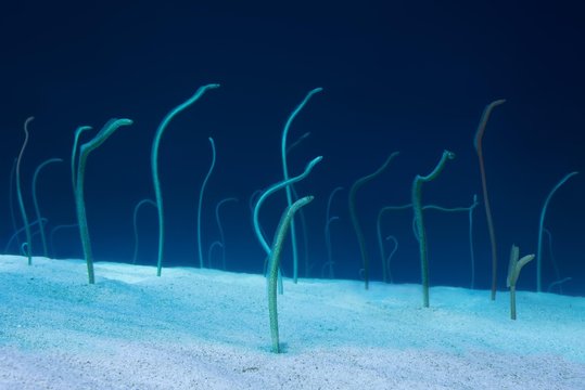 Group of Red Sea garden eels (Gorgasia sillneri), feed on plankton floating by them leaning out of the sandy bottom, Eel Garden, Red sea, Dahab, Sinai Peninsula, Egypt, Africa