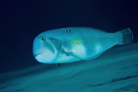 Pearly Razorfish (Xyrichtys novacula) swims over a sandy bottom, Red sea, Dahab, Sinai Peninsula, Egypt, Africa