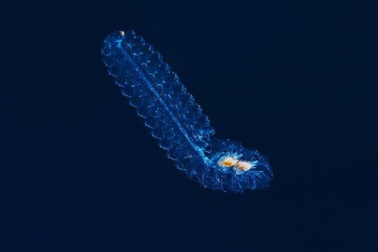 Colonial salp (Tethys Vagina) in blue water, Red sea, Sharm El Sheikh, Sinai Peninsula, Egypt, Africa