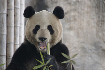 Giant Panda Name, Mei Xi, Eating Bamboo, Shanghai, China