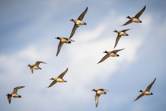 Swarm Wigeons (Anas penelope) in flight, Cley Marshes, Cley next the Sea, Norfolk, England