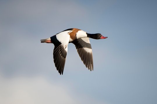 Shelduck (Tadorna tadorna) in flight, female, Cley Marshes, Norfolk, England