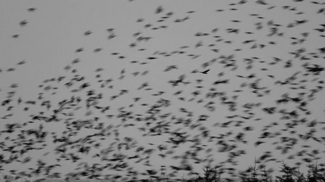 Bird of prey hunting starlings as they gather together in a huge flock before they go to roost for the night.