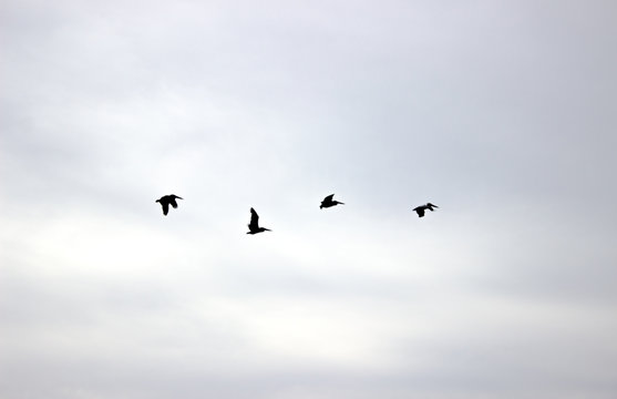 flying birds