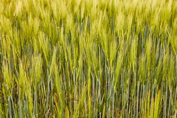 Wheat field closeup