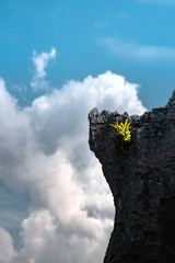  Green fern leaves growing on the top of hard granite volcanic rock with cloudy blue sky in background. Concept of survival and growing in hardship and persistency in touching the sky