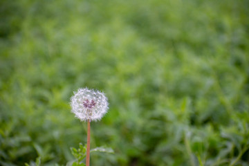 Dandelion with Green Garden Background with soft focus and green bokeh
