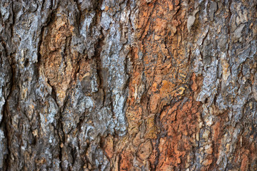 wooden texture