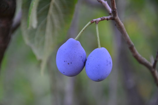 Prunus Subg Prunus, Plum, Fetus