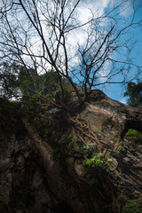 Tree growing by creeping on the wall edge of karst rock cliff with cloudy blue sky. Tree without leaves. Concept of reaching higher and high achievement