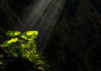 Taro leaves glowing and shining from sun ray enlighten the dark cave where its grow. Concept of miracle invention, hidden beauty and discovery. Colocasia esculenta