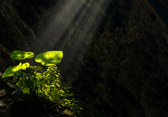 Taro leaves glowing and shining from sun ray enlighten the dark cave where its grow. Concept of...