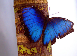 Mariposa azul