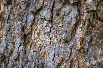 wooden texture