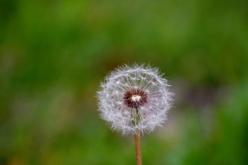 Dandelion with Green Garden Background with soft focus and green bokeh