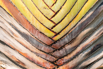 Texture background  of the travelers palm tree