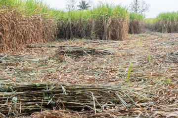 Harvested sugar cane stacked in the field