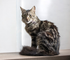 Fototapeta premium kot na białym tle