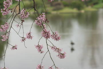pink cherry blossoms on a branch in the Spring