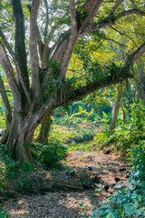 Old tree in a banana plantation