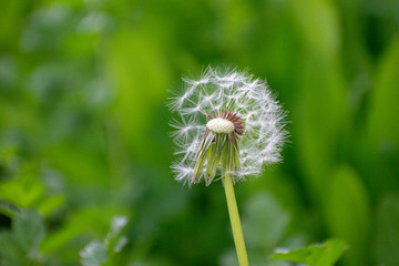 Fototapeta premium Half Dandelion Green Background with soft green bokeh and soft lighting