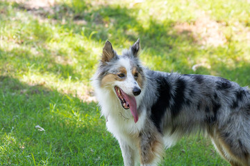 beautiful spring portrait of adorable gray and white border collie in the blossoming park