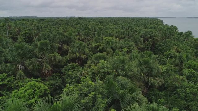 Aerial shot close to Amazon forest (Bacuri trees) - Para, Brazil