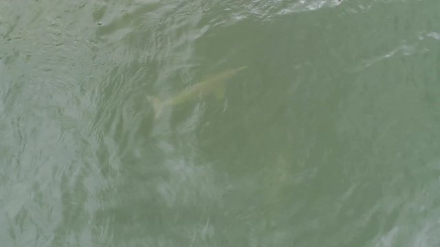 Aerial shot of River dolphins swimming on river water surface, cub seen (Para, Brazil)