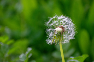 Half Dandelion Green Background with soft green bokeh and soft lighting