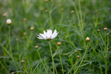 Blooming White Flowers in Green Garden with green bokeh