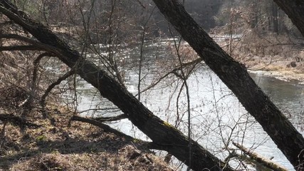 the beginning of spring. wild fast river among the thickets