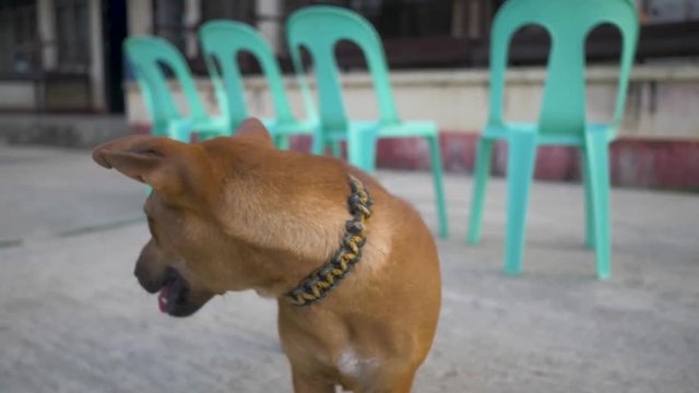Small brown dog with a collar made of parachute cord looks into the camera. Little puppy playfully watches with an inquisitive look. Dogs playing outside.