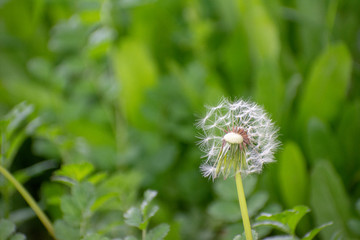 Half Dandelion Green Background with soft green bokeh and soft lighting