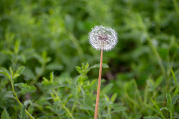 Dandelion with Green Garden Background with soft focus and green bokeh