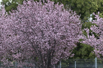 Cherry Blossom Trees_2634
