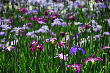 Obraz na płótnie Canvas 菖蒲園の色とりどりの菖蒲の花