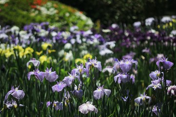 Fototapeta premium 菖蒲園の色とりどりの菖蒲の花
