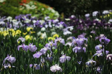 菖蒲園の色とりどりの菖蒲の花