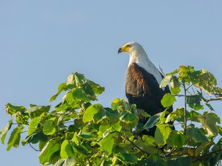 African fish eagle (Haliaeetus vocifer), Saint Lucia, KwaZulu-Natal, South Africa, Africa