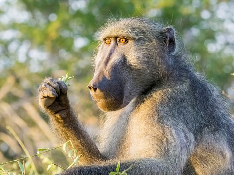 Yellow Baboon (Papio cynocephalus), Kruger National Park, Mpumalanga, South Africa, Africa