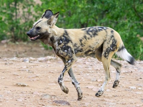 African Wild Dog (Lycaon pictus), running, Shingwedzi Camp, Kruger National Park, South Africa, Africa
