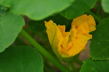 オカメカボチャの花