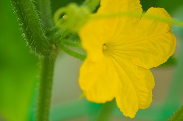 笠置三尺キュウリの花