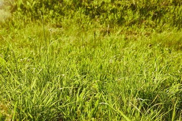 Green Grass Field