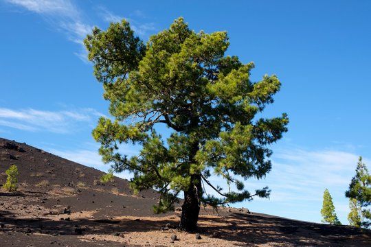 Canary Island pine (Pinus canariensis), lava landscape Montana Negra in El Tanque, Tenerife, Canary Islands, Spain, Europe