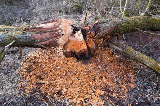 Browsed tree, tree chopped down by beavers, willow, nature reserve Isarauen, Pupplinger Au, Wolfratshausen, Upper Bavaria, Bavaria, Germany, Europe