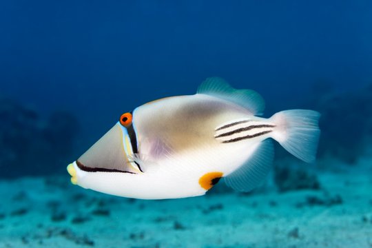Arabian Picasso triggerfish (Rhinecanthus assasi), Red Sea, Egypt, Africa
