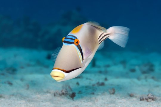 Arabian Picasso triggerfish (Rhinecanthus assasi), Red Sea, Egypt, Africa