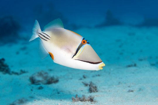 Arabian Picasso triggerfish (Rhinecanthus assasi), Red Sea, Egypt, Africa