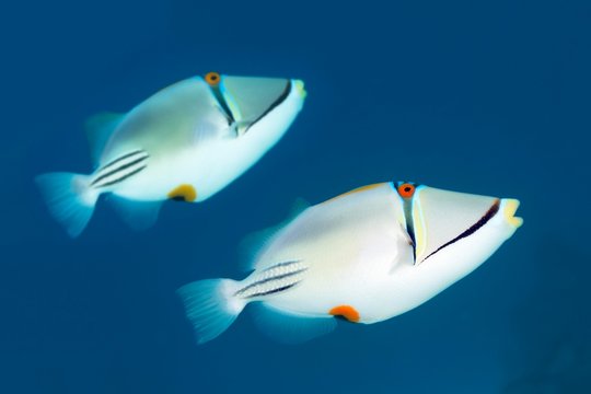 Two Arabian Picasso triggerfish (Rhinecanthus assasi), couple, Red Sea, Egypt, Africa